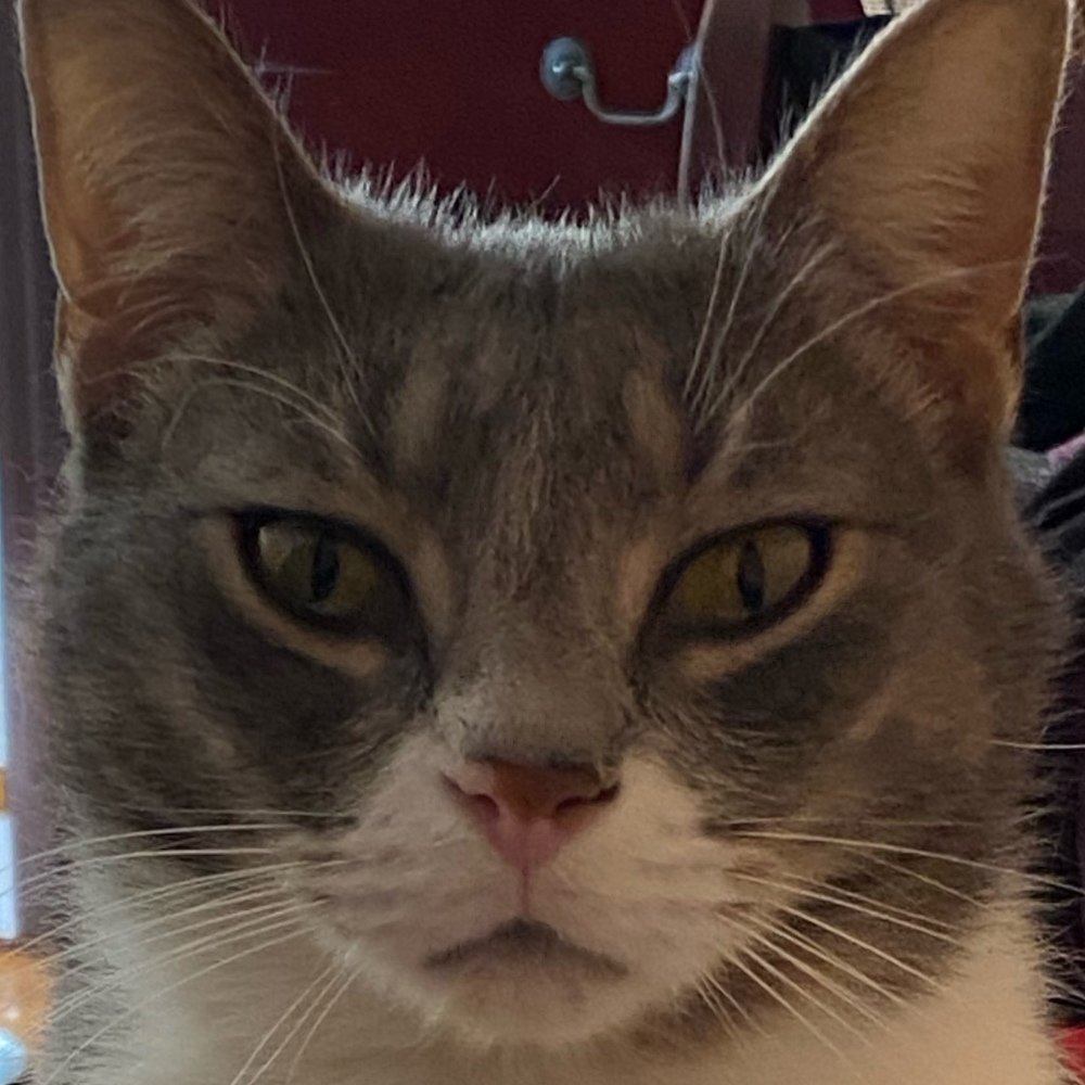 Meet your Posher, Meli!